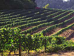 Chehalem Vineyards in summer - Newberg Oregon