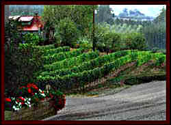 spring, Rex Hill Winery in Newberg, OR