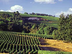 Sokol Blosser Vineyards in Dayton Oregon