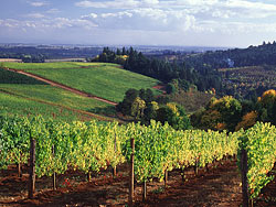 Willamette Valley Vineyard pictures - Dundee, Oregon