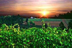 Sunrise on an Oregon vineyard