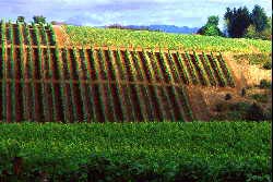 grape plants on dramatic hillside slopes