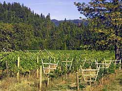 Bear Creek Winery