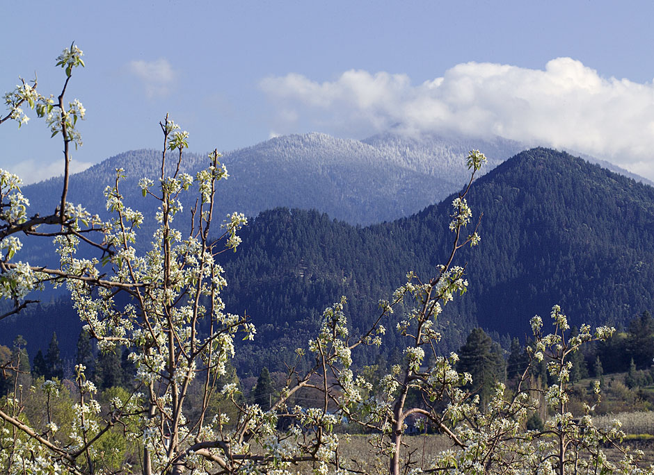 Pears in Talent, Oregon beneath the Siskiyou Mountains