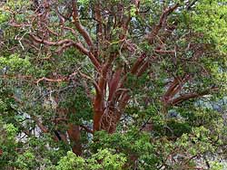 Pacific Madrone