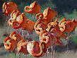 Representing 15 Flamingo Paintings - 1083 American Flamingos Curl at the San Diego Zoo  