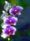0295 Stationary (a canvas orchid print)