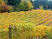 0865 -  Chehalem Vineyards in fall - Newberg Oregon - Yamhill County