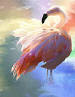 0611 Chilean Flamingo Ballet - Winston Oregon