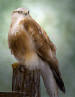 1017 Falcon Portrait - Klamath Basin Birds