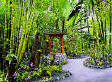 0296 Orchid Garden - Tropical Botannical Garden on Hawaii the Big Isle