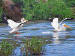 1015 Pelican Dancing; Klamath Basin