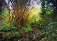 1096 Bamboo 