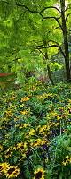 Gloriosa Daisies in a very large mural format